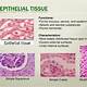 Forms Mucous Serous And Epidermal Membranes