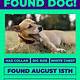 Found Dog Flyer Template