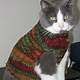 Free Cat Sweater Knitting Pattern