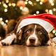 Free Christmas Dog Images