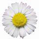 Free Daisy Images