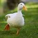 Free Duck Images