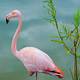 Free Flamingo Images