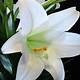 Free Images Of Easter Lilies