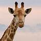 Free Images Of Giraffes