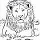 Free Lion Coloring Page