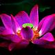 Free Lotus Flower Images