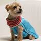 Free Patterns For Dog Sweaters To Knit