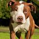 Free Pitbull Images