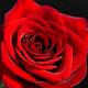 Free Red Rose Images