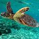 Free Sea Turtle Images