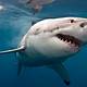 Great White Shark Images Free
