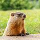 Groundhog Images Free