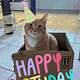 Happy Birthday Cat Gif Free