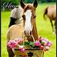 Happy Birthday Horse Images Free