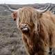 Highland Cattle Images Free
