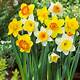 Home Depot Daffodil Plants