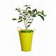 Home Depot Lime Tree