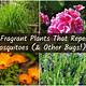 Home Depot Plants That Repel Mosquitoes