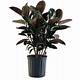 Home Depot Rubber Plant