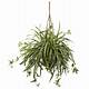 Home Depot Spider Plant