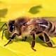 Honey Bee Images Free