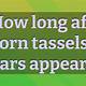 How Long After Corn Tassels Do Ears Form