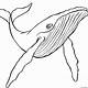 Humpback Whale Template
