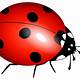 Ladybug Images Free