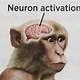 Neuron Activation Template