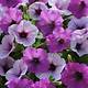 Petunias At Walmart