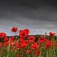 Poppy Images Free Remembrance