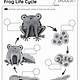 Printable Frog Life Cycle Worksheet For Kindergarten