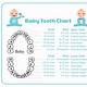 Printable Tooth Chart With Numbers