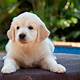 Puppy Images Free