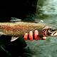 Rainbow Trout Images Free