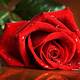 Red Rose Image Free Download