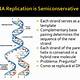 Semiconservative Replication Involves A Template. What Is The Template