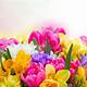 Spring Flowers Images Free