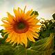 Sunflower Images Free Download