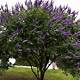 Texas Lilac Vitex Home Depot