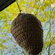 Wasp Nest Crochet Pattern Free