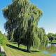 Willow Tree Images Free