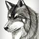 Wolf Drawings Realistic