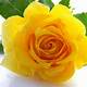 Yellow Roses Images Free