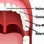 Kinds Of Teeth Diagram