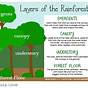 Layers Of The Rainforest Printable