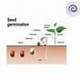 Seed Germination Chart Pdf