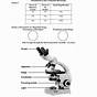Microscopes And Cells Lab Answers