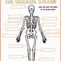 Printable Worksheets On The Skeletal System